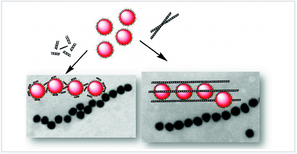 Programmed Assembly of Peptide-Functionalized Gold Nanoparticles